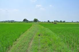 Govt Approves Green Building and Rainwater Harvesting Codes